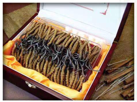 柳河冬虫夏草回收